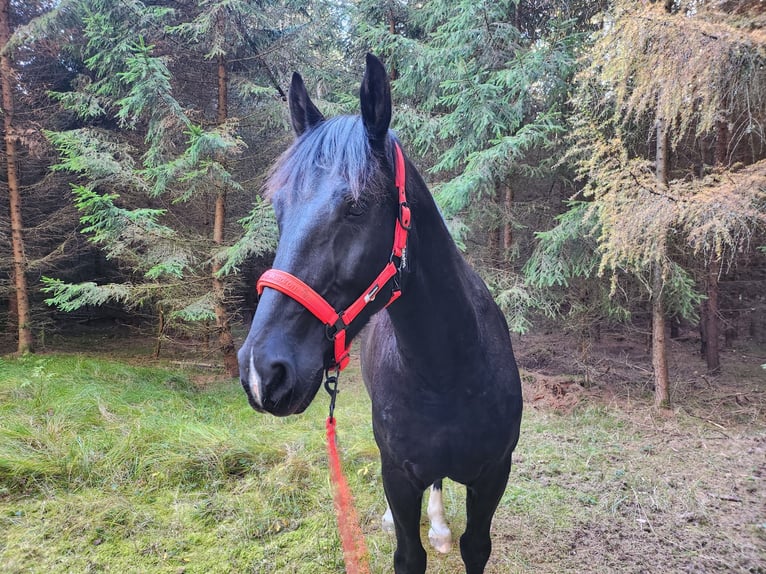 Koń śląski Wałach 14 lat 165 cm Skarogniada in Gablingen