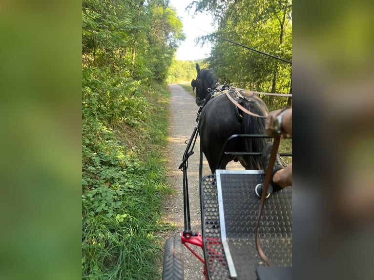 Koń śląski Wałach 3 lat 163 cm Karosiwa in Winnenden