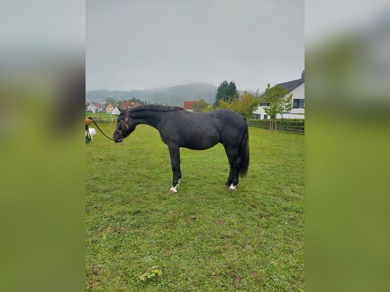 Koń śląski Wałach 3 lat 164 cm Karosiwa in Winnenden