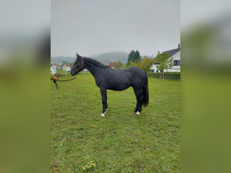 Koń śląski Wałach 3 lat 164 cm Karosiwa in Winnenden