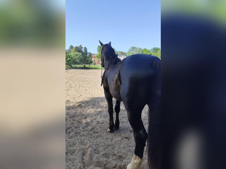 Koń śląski Wałach 3 lat 165 cm Kara in Rutha