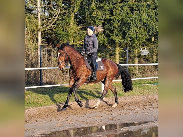 Koń śląski Mix Wałach 4 lat 160 cm Gniada in Wiesengrund