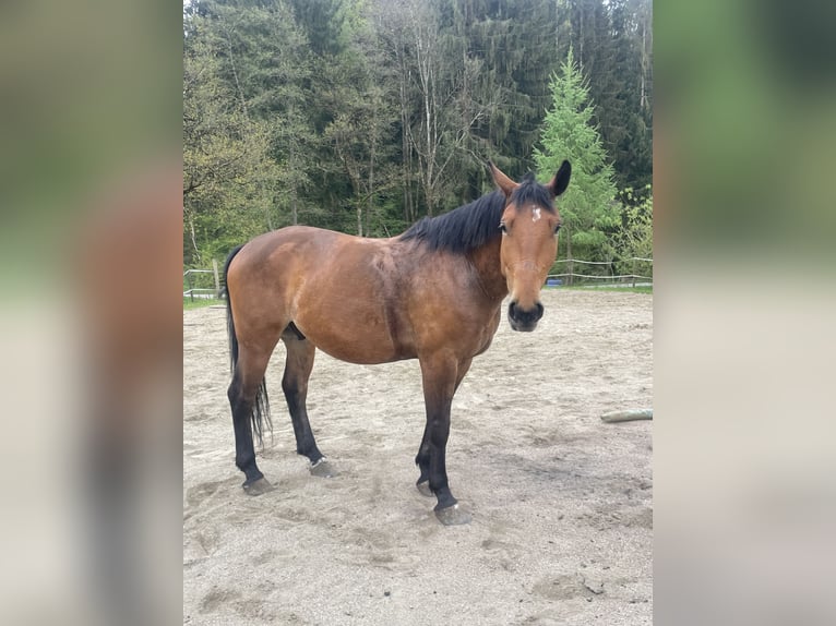 Koń śląski Wałach 4 lat 170 cm Gniada in Vasoldsberg