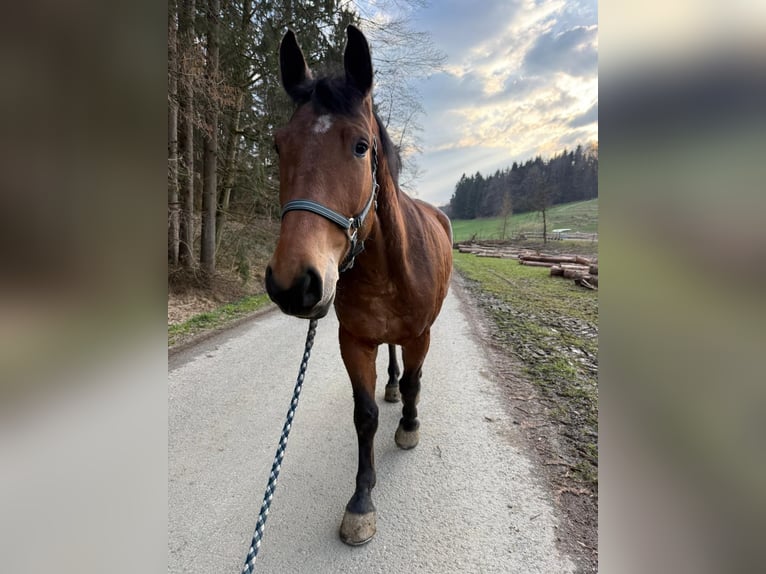 Koń śląski Wałach 4 lat 170 cm Gniada in Vasoldsberg