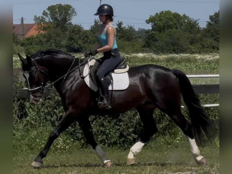 Koń śląski Wałach 6 lat 165 cm Skarogniada in Westerstede