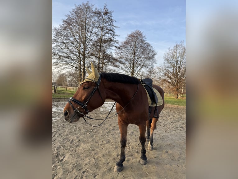 Koń śląski Wałach 6 lat 167 cm Gniada in Diepholz