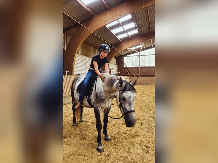 Koń śląski Wałach 7 lat 162 cm Siwa in Mechernich