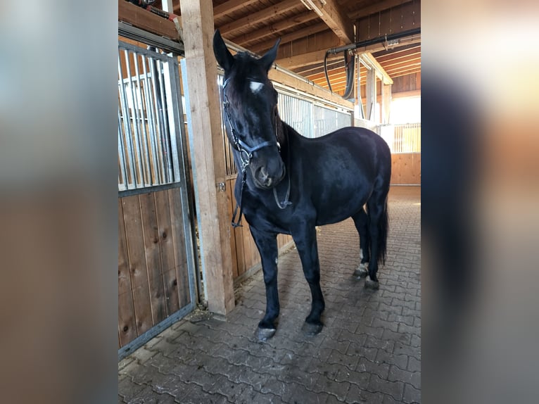 Koń śląski Wałach 7 lat 163 cm in Zwiesel