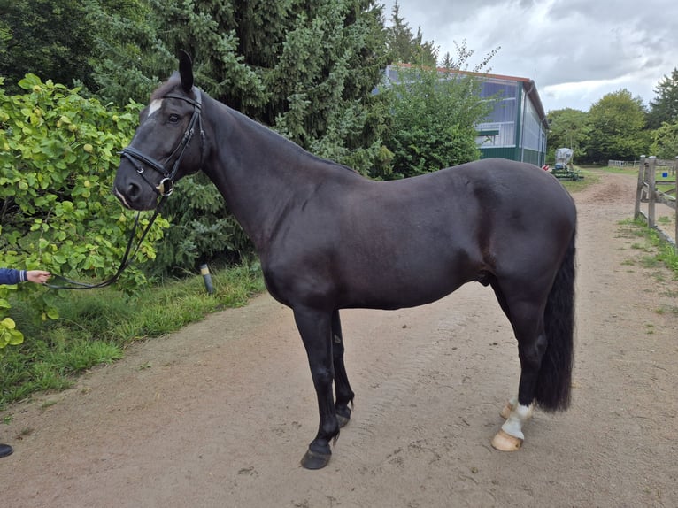 Koń śląski Wałach 7 lat 165 cm Ciemnogniada in Seevetal