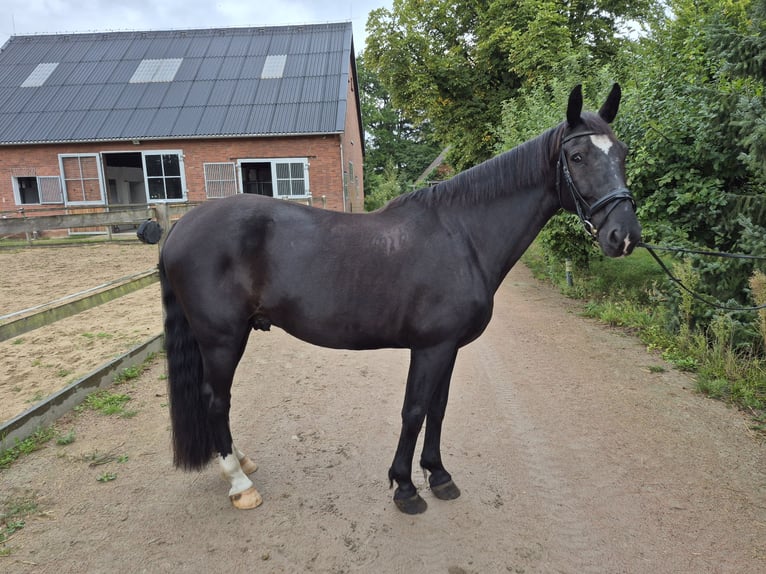 Koń śląski Wałach 7 lat 165 cm Ciemnogniada in Seevetal