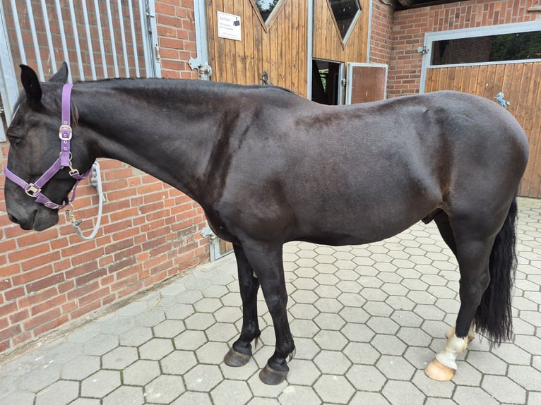 Koń śląski Wałach 7 lat 165 cm Ciemnogniada in Seevetal