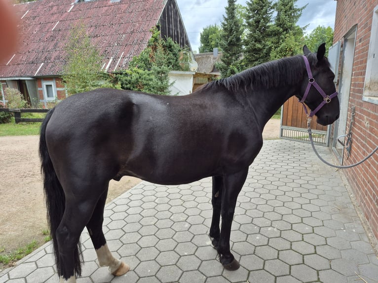 Koń śląski Wałach 7 lat 165 cm Ciemnogniada in Seevetal