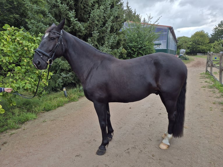 Koń śląski Wałach 7 lat 165 cm Ciemnogniada in Seevetal