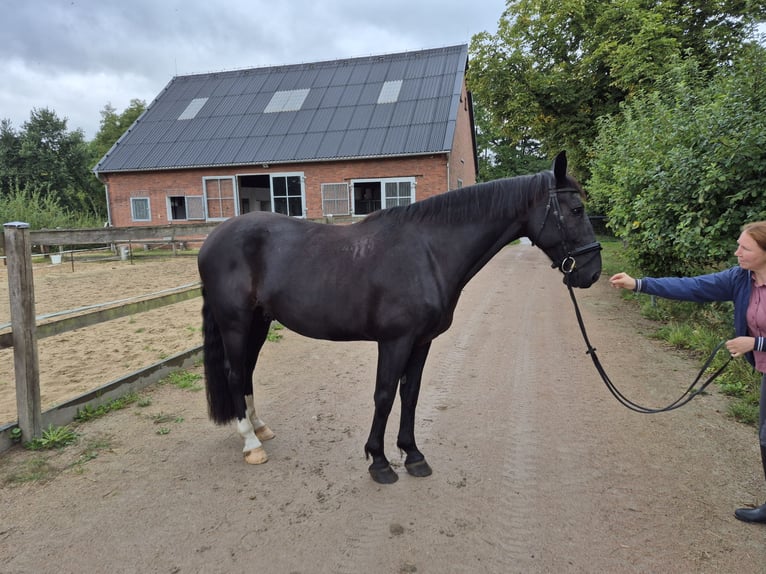 Koń śląski Wałach 7 lat 165 cm Ciemnogniada in Seevetal