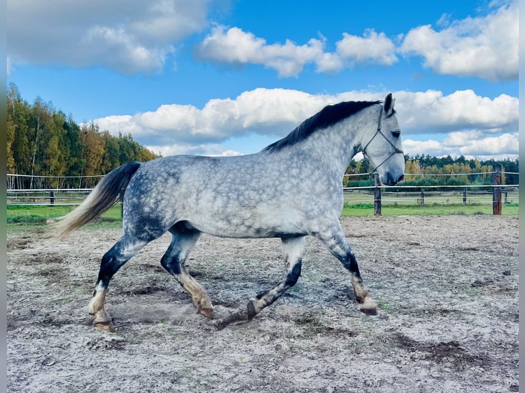 Koń śląski Wałach 7 lat 167 cm Siwa jabłkowita in Zdzierczyzna