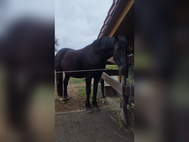 Koń śląski Wałach 8 lat 162 cm Kara in Michelstadt