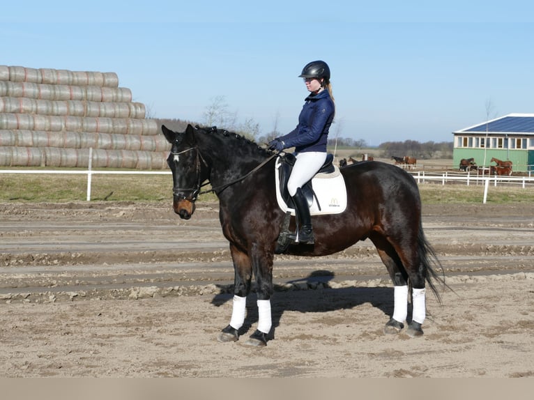 Koń śląski Wałach 8 lat 165 cm  in Ganschow