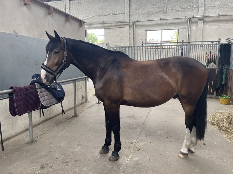 Koń śląski Mix Wałach 9 lat 170 cm Ciemnogniada in Berlin