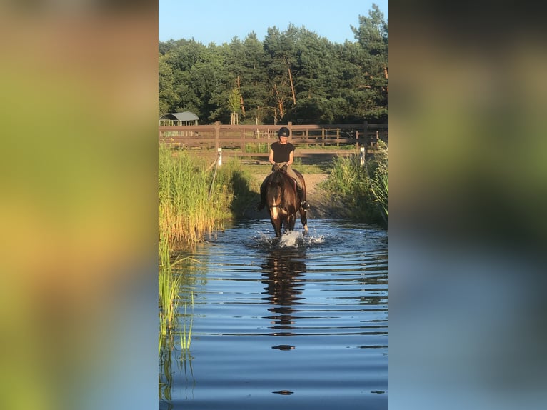 Koń śląski Mix Wałach 9 lat 170 cm Ciemnogniada in Berlin