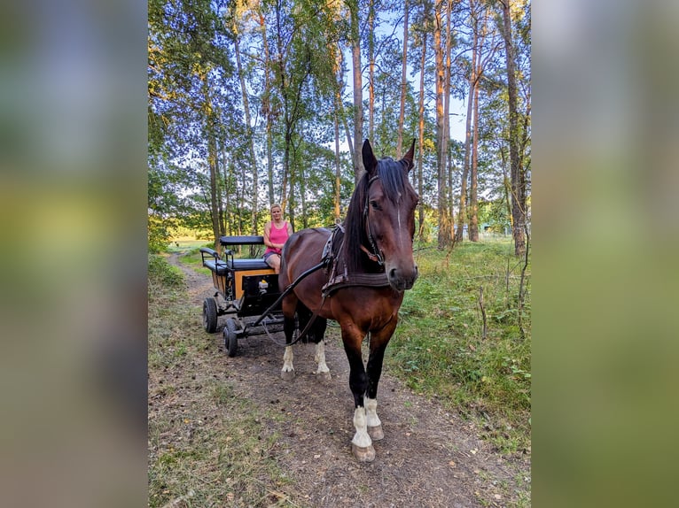 Koń śląski Wałach 9 lat 180 cm Gniada in Cottbus