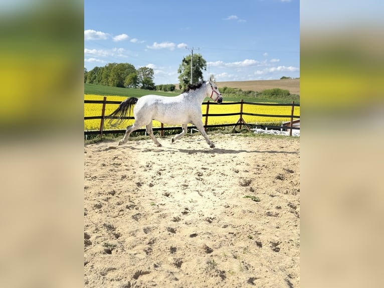 Koń śląski Wałach 9 lat 180 cm Siwa w hreczce in Trzebnica