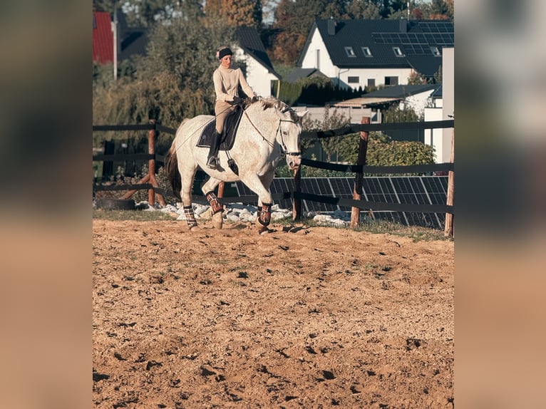 Koń śląski Wałach 9 lat 180 cm Siwa w hreczce in Trzebnica