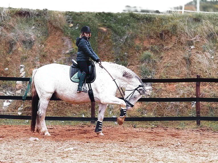 Koń śląski Wałach 9 lat 180 cm Siwa w hreczce in Trzebnica
