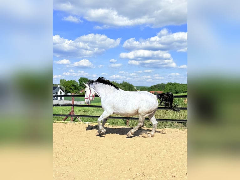 Koń śląski Wałach 9 lat 180 cm Siwa w hreczce in Trzebnica