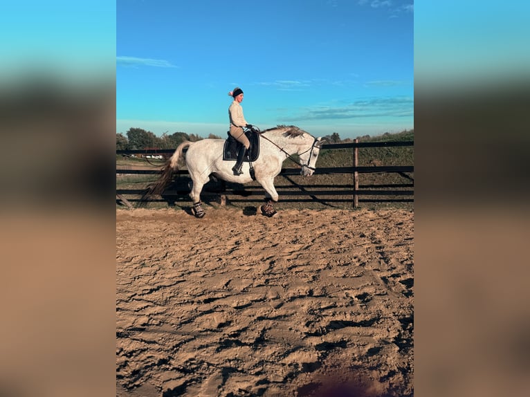 Koń śląski Wałach 9 lat 180 cm Siwa w hreczce in Trzebnica