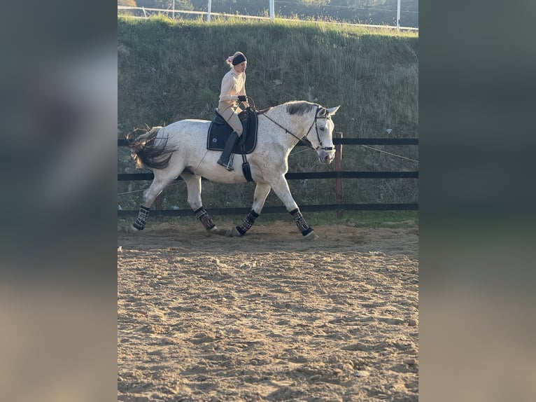 Koń śląski Wałach 9 lat 180 cm Siwa w hreczce in Trzebnica