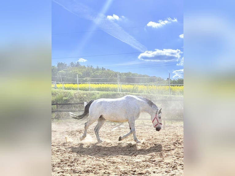 Koń śląski Wałach 9 lat 180 cm Siwa w hreczce in Trzebnica