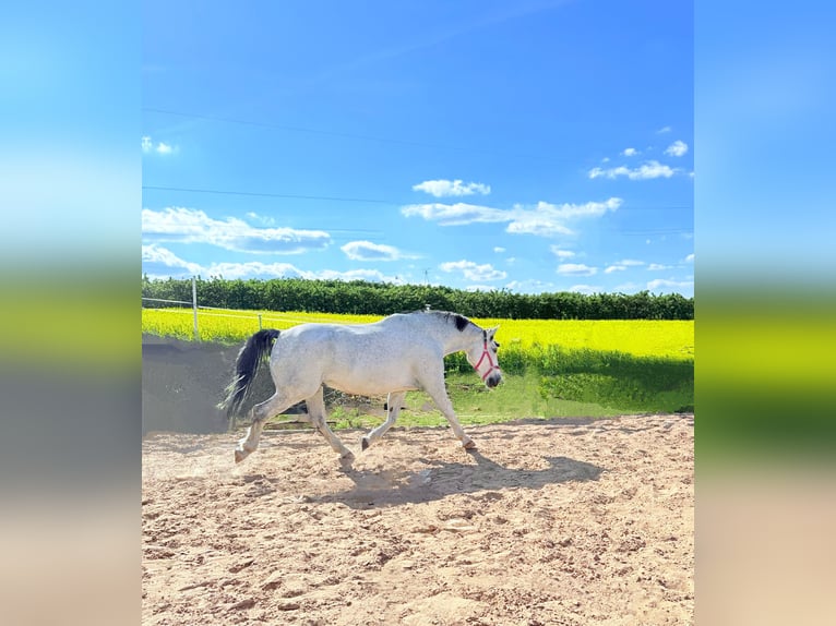 Koń śląski Wałach 9 lat 180 cm Siwa w hreczce in Trzebnica