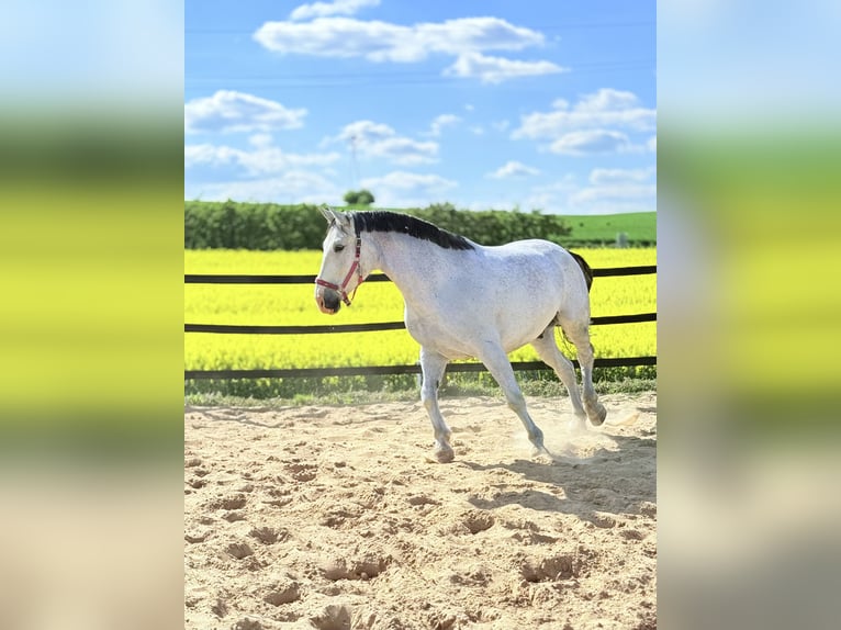 Koń śląski Wałach 9 lat 180 cm Siwa w hreczce in Trzebnica