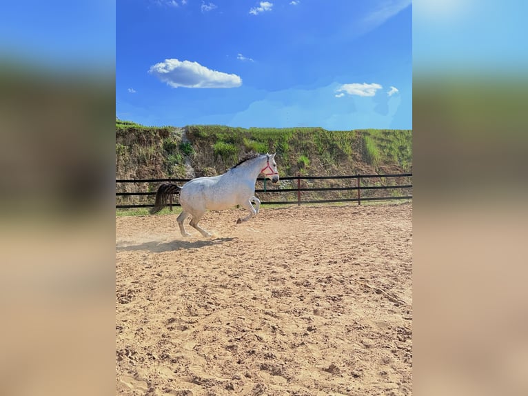 Koń śląski Wałach 9 lat 180 cm Siwa w hreczce in Trzebnica