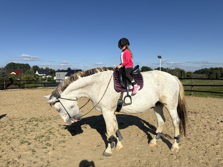Koń śląski Wałach 9 lat 180 cm Siwa w hreczce in Trzebnica