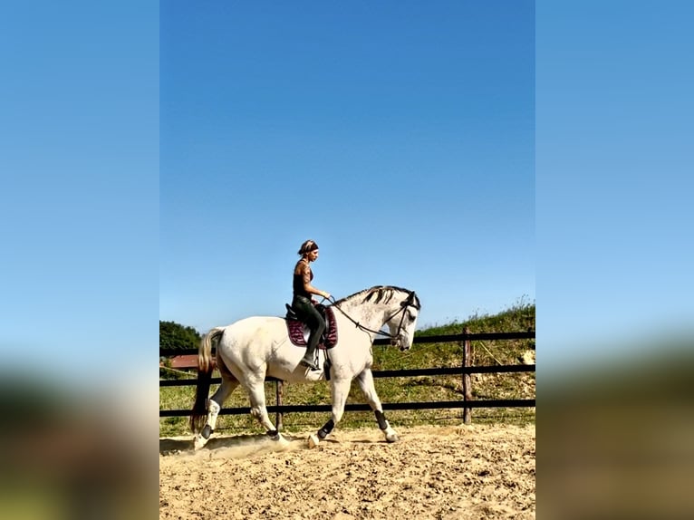 Koń śląski Wałach 9 lat 180 cm Siwa w hreczce in Trzebnica