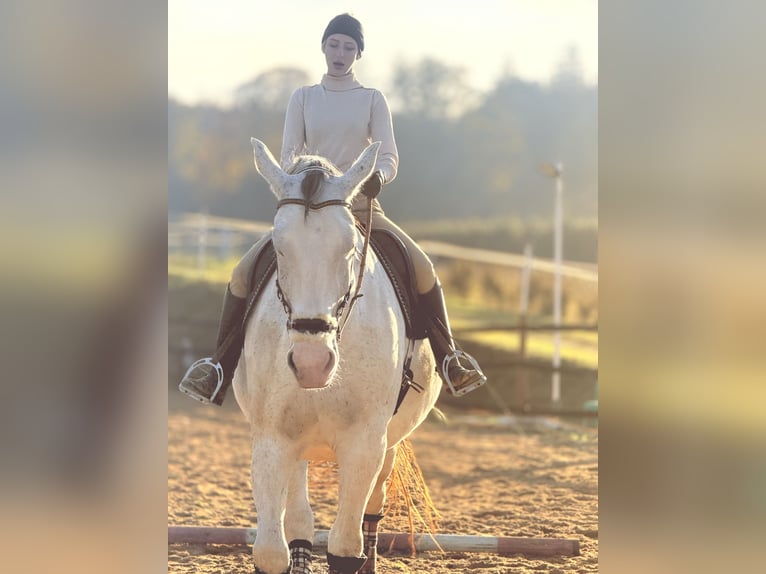 Koń śląski Wałach 9 lat 180 cm Siwa w hreczce in Trzebnica