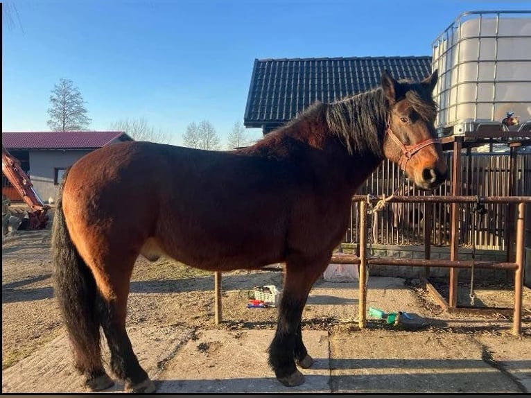 Koń śląski Wałach 10 lat Gniada in Kłyżów