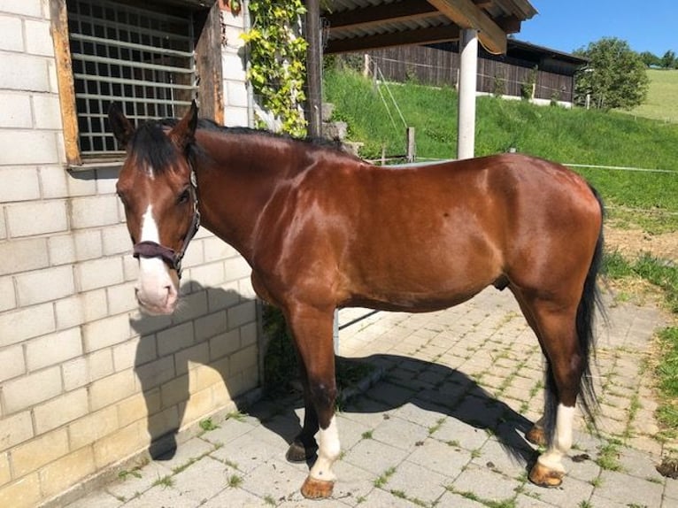 Koń śląski Wałach 12 lat 170 cm Gniada in Olsberg