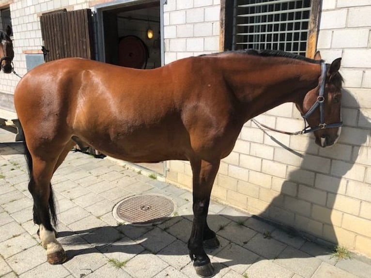 Koń śląski Wałach 12 lat 170 cm Gniada in Olsberg