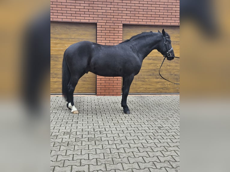 Koń śląski Wałach 3 lat 161 cm Kara in Rawicz