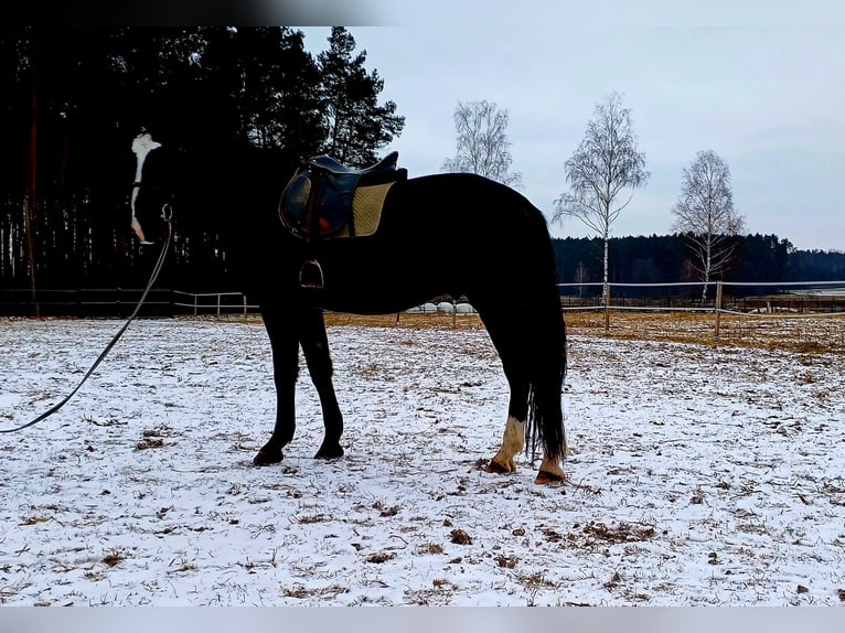 Koń śląski Wałach 3 lat 166 cm Kara in Nowe Smarchowice