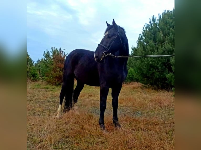 Koń śląski Wałach 3 lat 166 cm Kara in Nowe Smarchowice