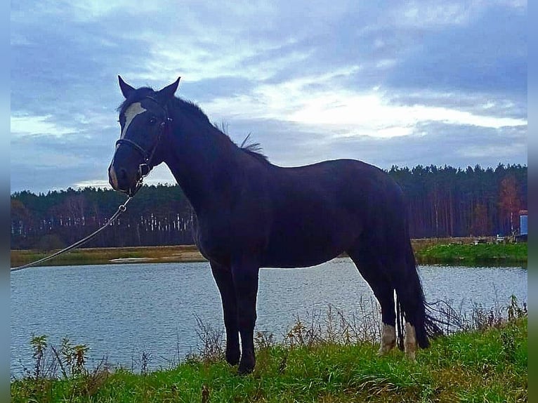 Koń śląski Wałach 3 lat 166 cm Kara in Nowe Smarchowice