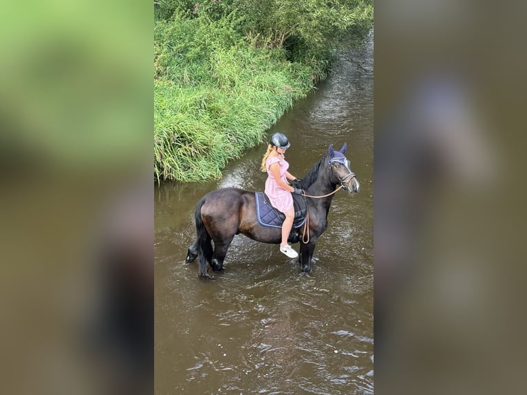 Koń śląski Wałach 3 lat 169 cm Ciemnogniada in Ebermannsdorf