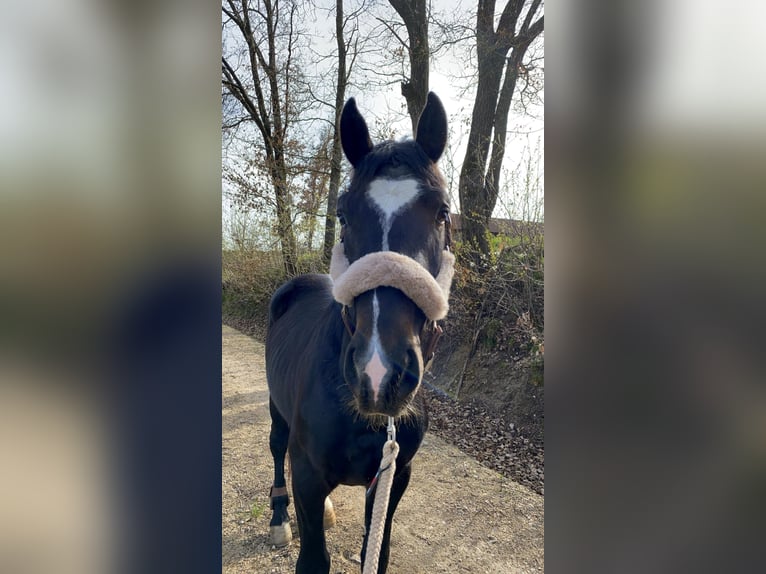 Koń śląski Wałach 3 lat 169 cm Ciemnogniada in Ebermannsdorf