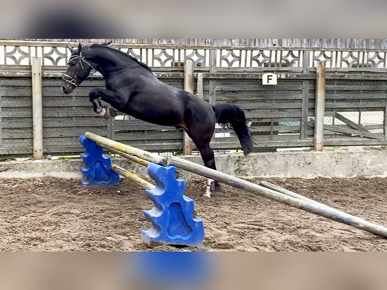 Koń śląski Wałach 3 lat 169 cm Ciemnogniada in Ebermannsdorf