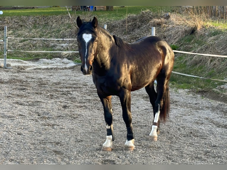 Koń śląski Wałach 3 lat 169 cm Ciemnogniada in Ebermannsdorf