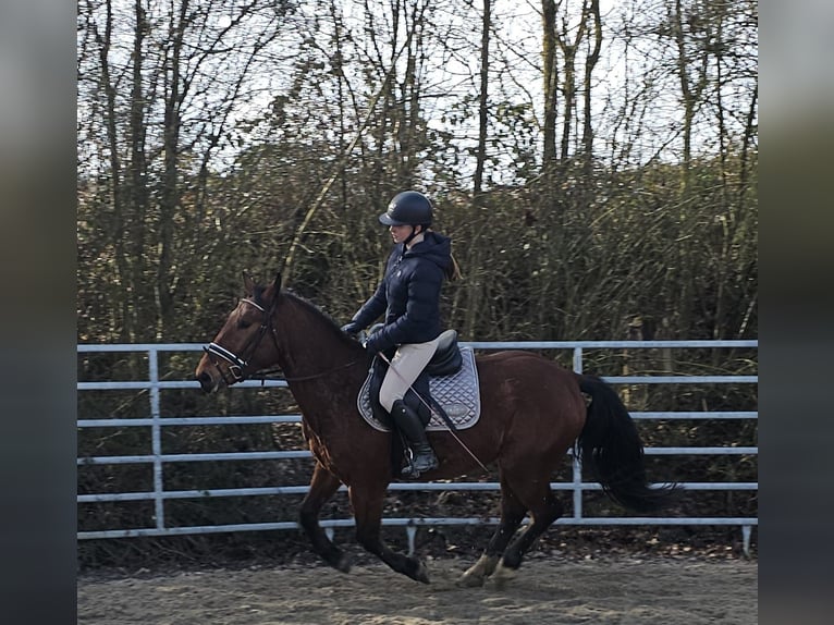 Koń śląski Wałach 4 lat 152 cm Gniada in Bad Camberg