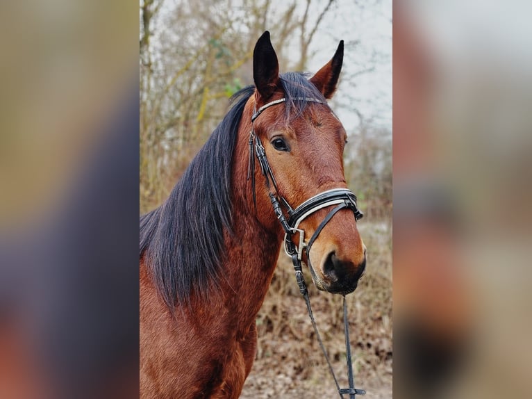 Koń śląski Wałach 4 lat 152 cm Gniada in Bad Camberg